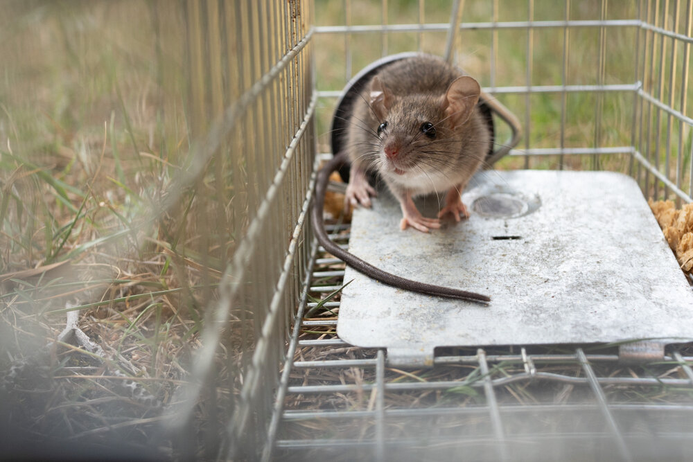 The Health Risks of Ignoring Mice Infestations: An Insightful Overview by SWAT Wildlife 2 Mice Infestations. A Small Mice Mouse With Long Tail Caught in Metal trap.