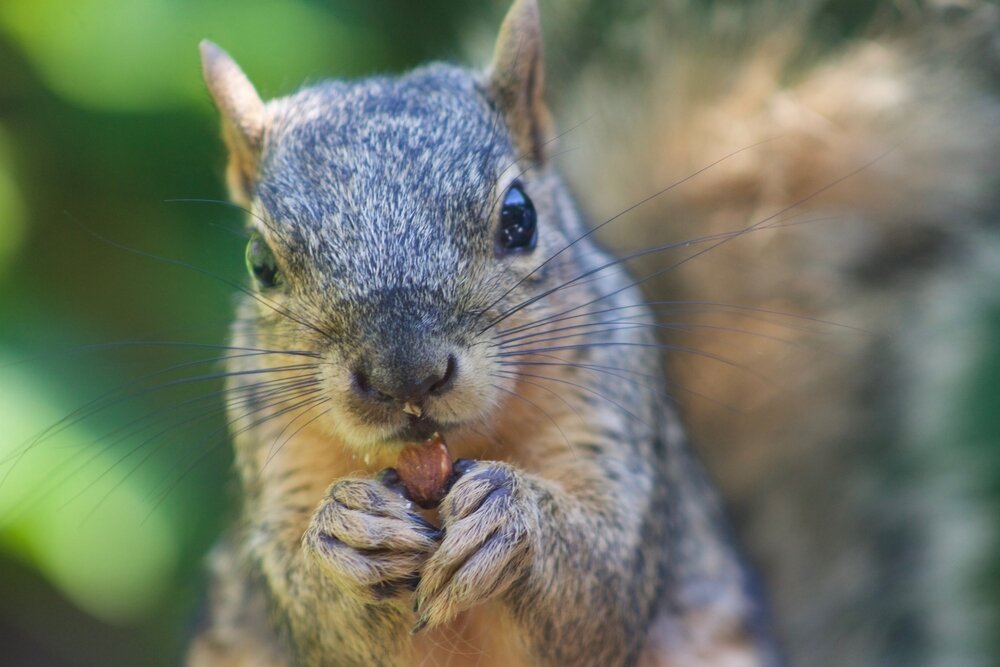 Squirrel Removal. Squirrel Eating.