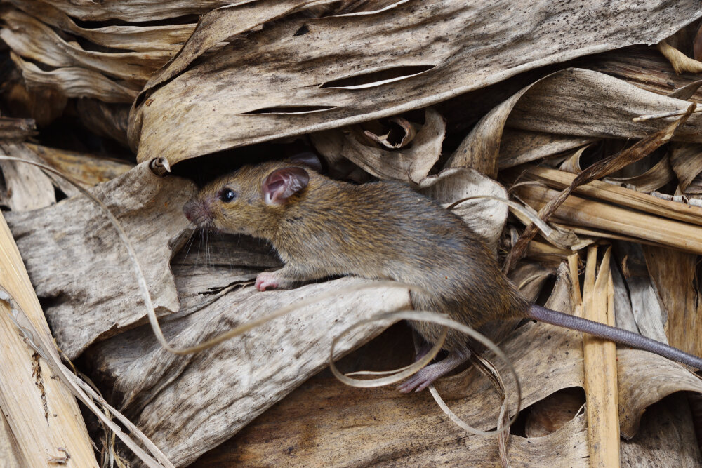 Safeguarding Properties with Our Mice Removal Solutions 1 Mice Removal. Mouse On A Pile Of Brown Dried Leaves.
