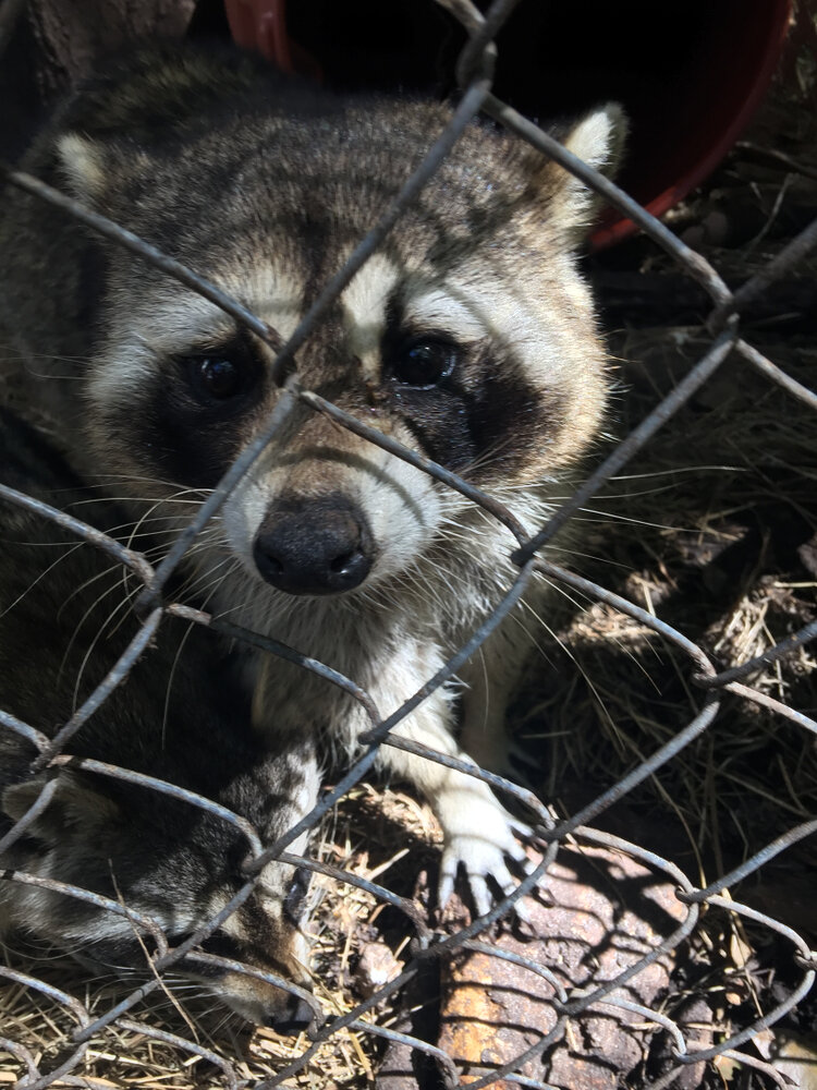 Raccoon Removal. Sad Face Racoon In A Trap.