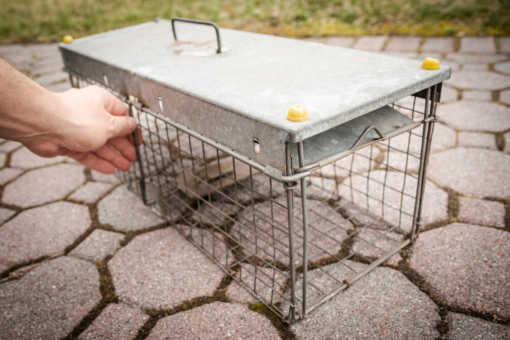 The Nuts and Bolts of Squirrel Removal: Our Expert Tips and Techniques 1 Squirrel Removal. Setting Rodent Trap For Animal Control To Catch Squirrel.