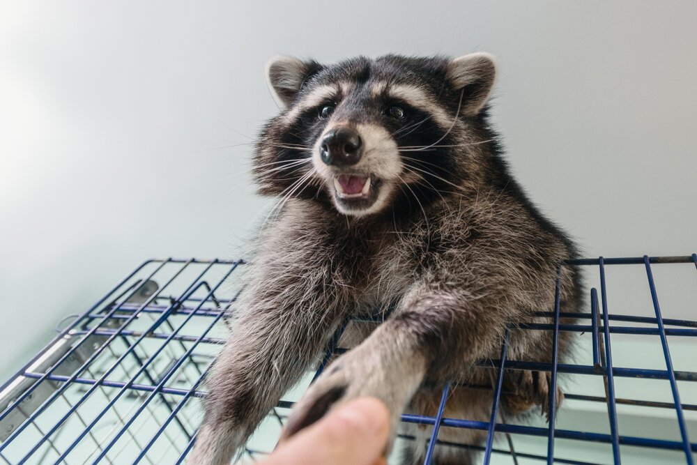 Raccoon Removal. Closeup Of Female Hand Giving Food To Little Raccoon.