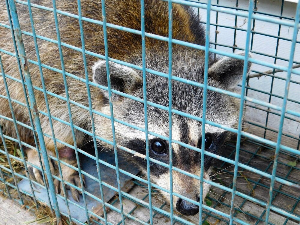 Raccoon Removal. Raccoon In A Box Trap.