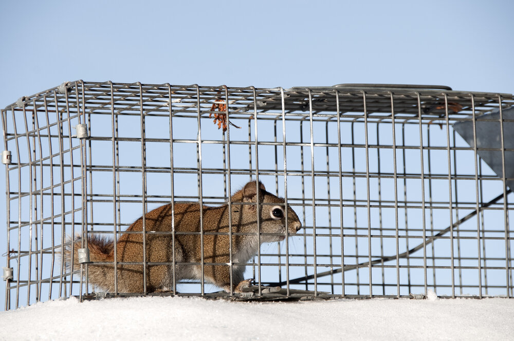 The Nuts and Bolts of Squirrel Removal: Our Expert Tips and Techniques 2 Squirrel Removal. A Little Squirrel Is Caught In A Live Trap.