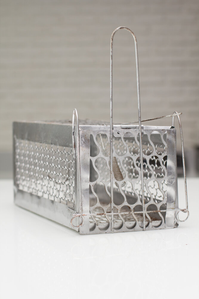 Safeguarding Properties with Our Mice Removal Solutions 2 Mice Removal. Mousetrap Cage.