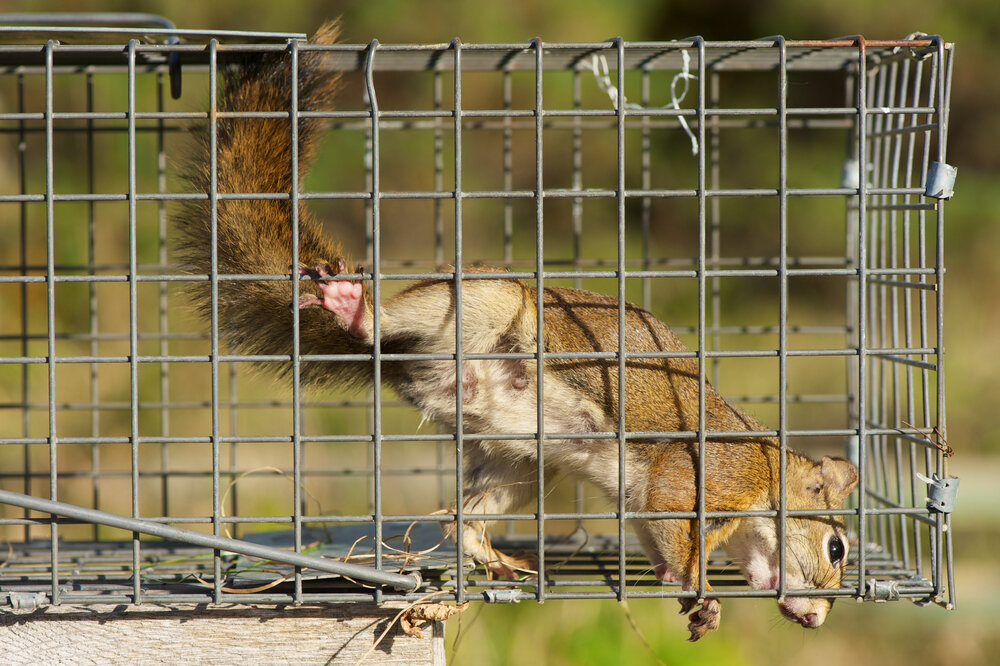 Squirrel Removal. Red Squirrel Caught In A Live Trap Awaiting Relocation.