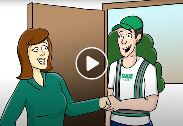 Raccoon Removal Experts 1 video