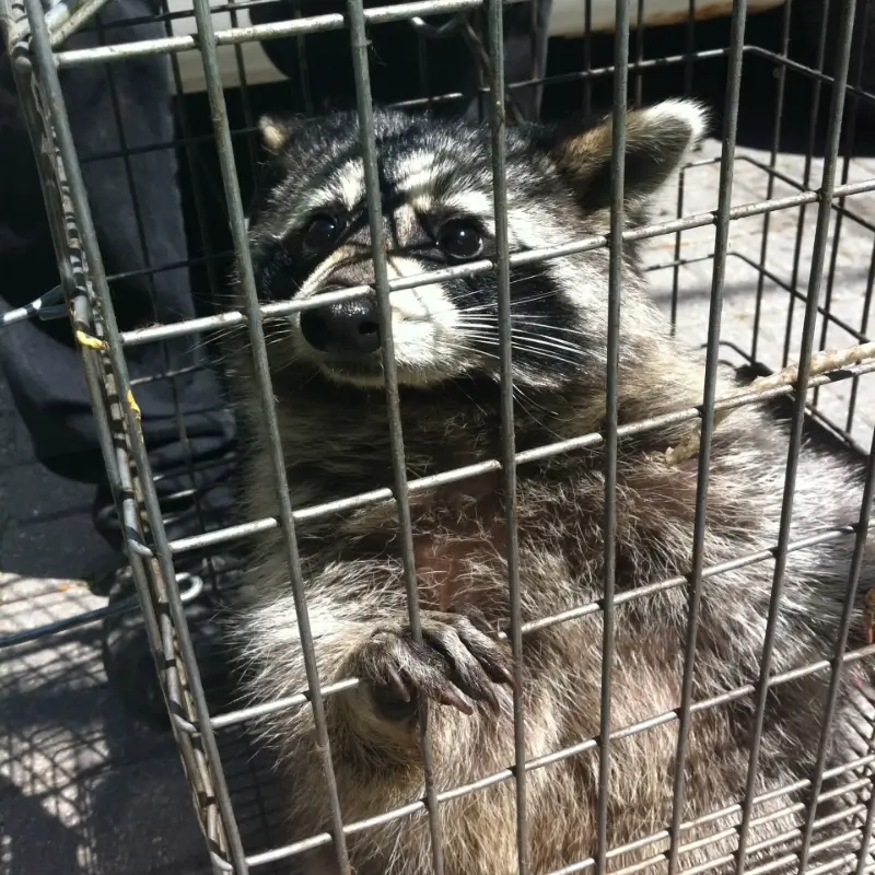 raccoon-home-page-FAQ