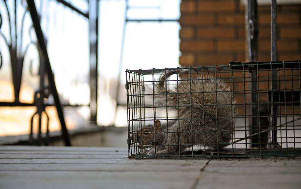 Squirrel Removal Services. A Gray Squirrel In A Cage.