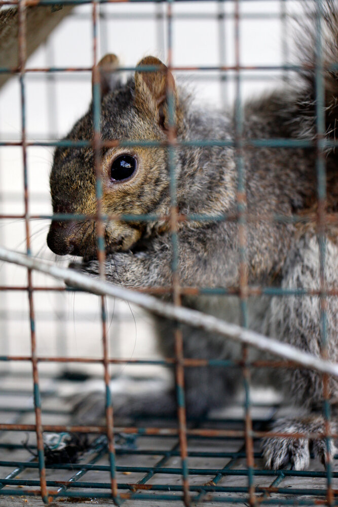 Squirrel Removal Services: Ensuring Safety and Satisfaction with SWAT Wildlife 1 Squirrel Removal Services. A Gray Squirrel In A Cage.