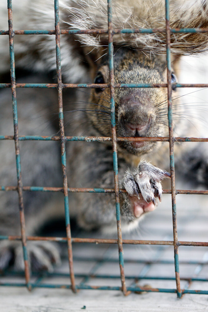 Squirrel Removal Services: Ensuring Safety and Satisfaction with SWAT Wildlife 2 Squirrel Removal Services. A Gray Squirrel In A Cage.