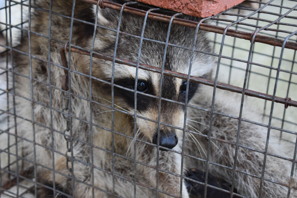 Humanely Removing Raccoons in Toronto. Raccoon Trapped In A Cage.