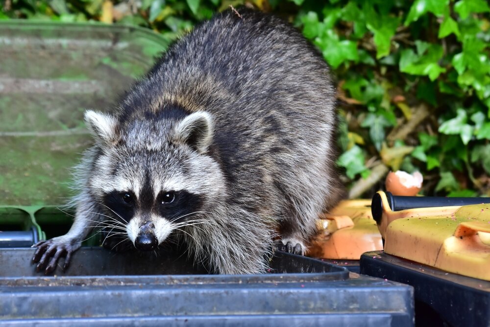 Our Approach to Safely and Humanely Removing Raccoons in Toronto 1 Humanely Removing Raccoons in Toronto. Bad News For The Raccoon The Waste Bin.