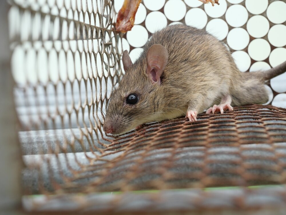 Mice Removal. Mouse In Cage On White Background.