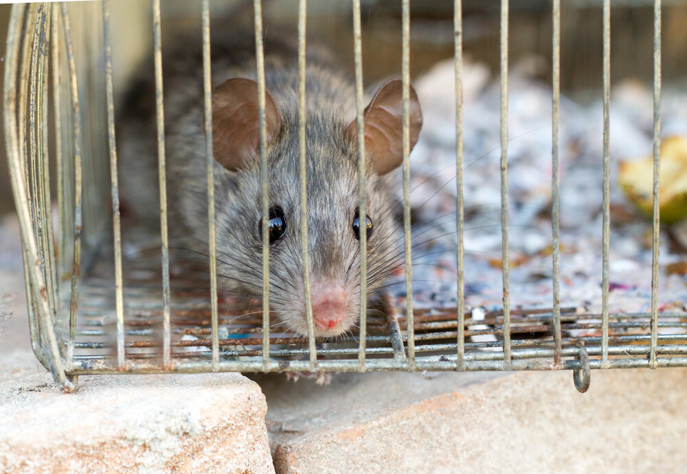 rat removal. Small rat In Old Cage.