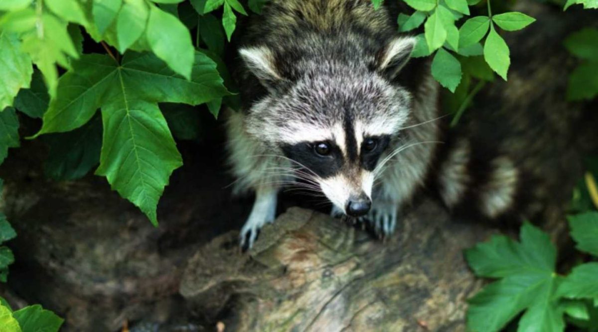 swat wildlife image gallery25