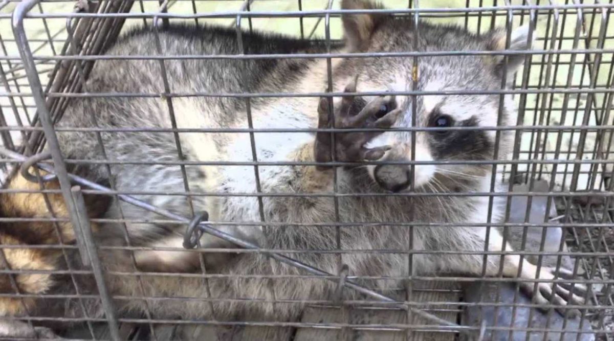 swat wildlife image gallery26