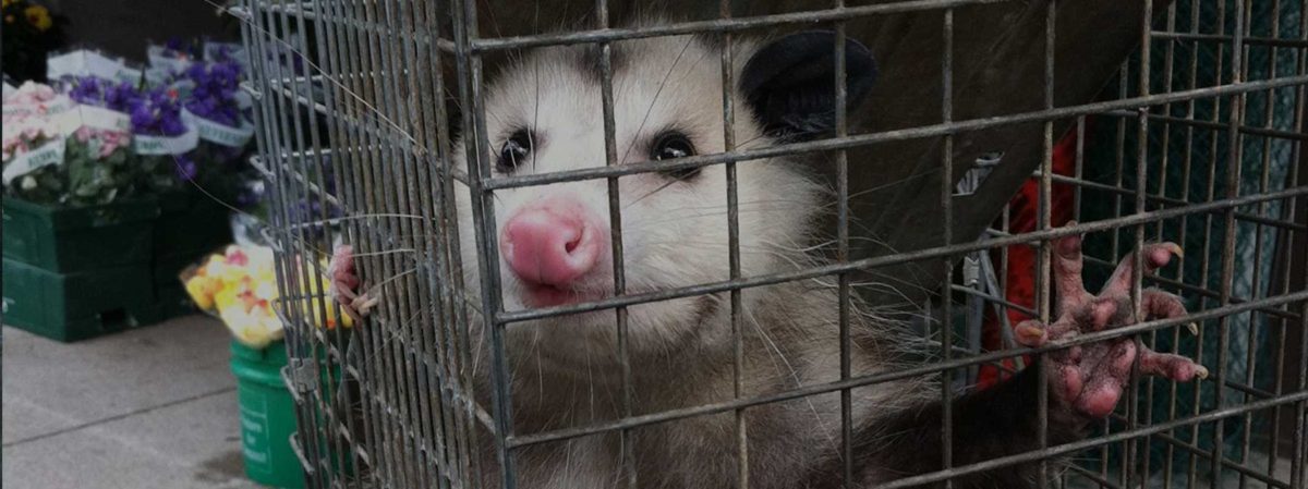 swat wildlife image gallery27