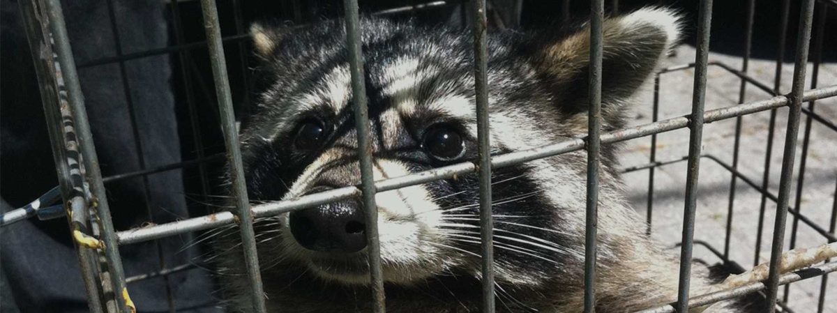 swat wildlife image gallery28