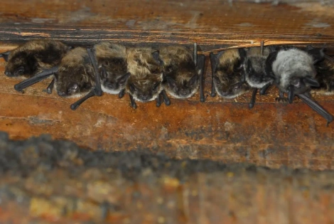 Bat Removal Services photo