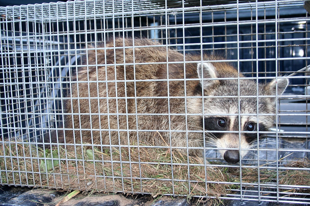 The Masked Bandits: A Detailed Guide to Raccoon Removal in Toronto 1 Raccoon Removal. Raccoon trapped in humane trap.