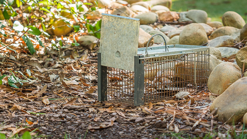 The Masked Bandits: A Detailed Guide to Raccoon Removal in Toronto 2 Raccoon Removal. Humane live trap on ground.