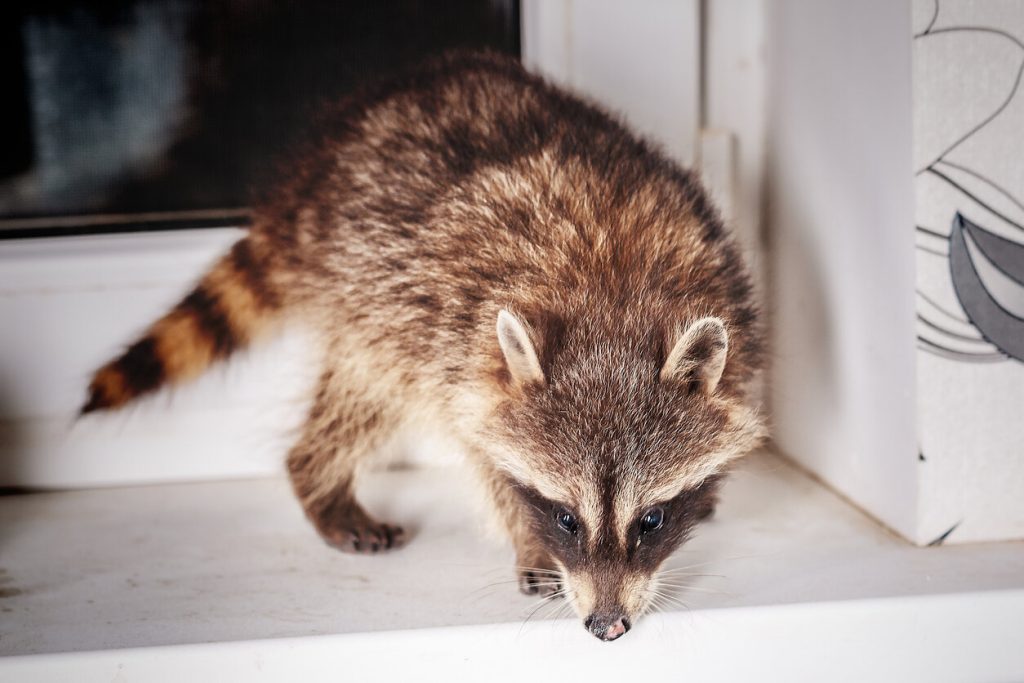 Raccoon Removal. Raccoon in home.
