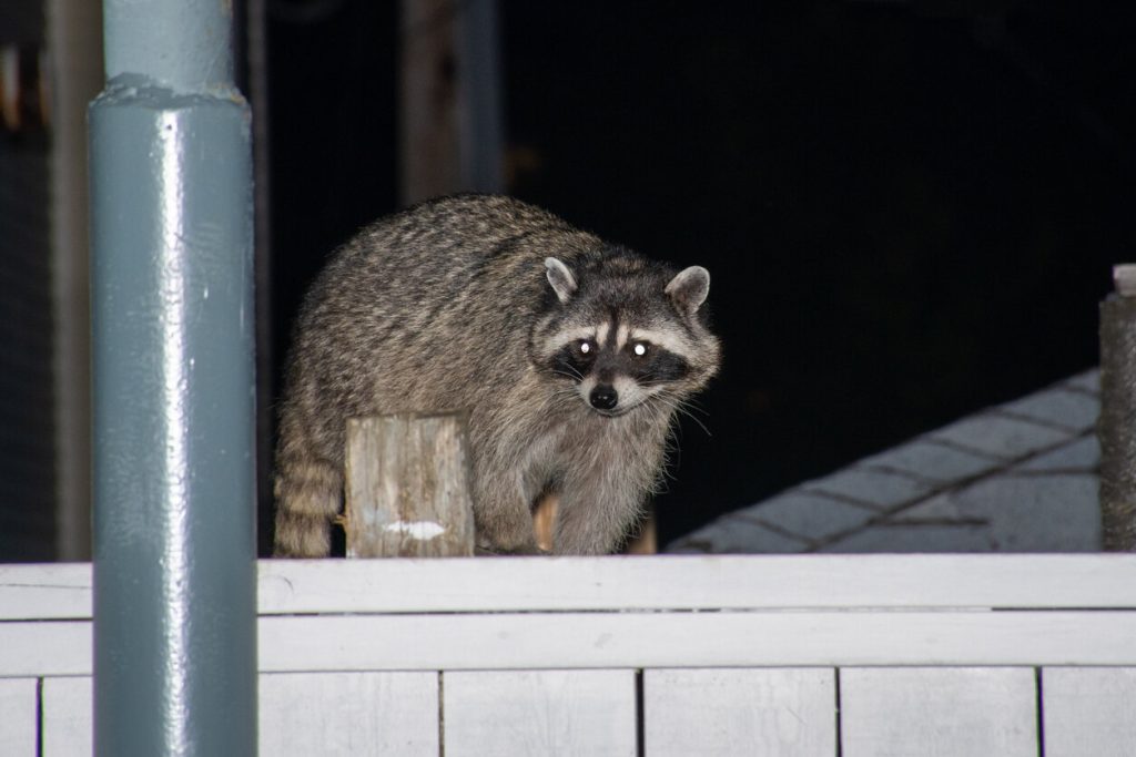 Raccoon Removal. Raccoon on roof of house at night.