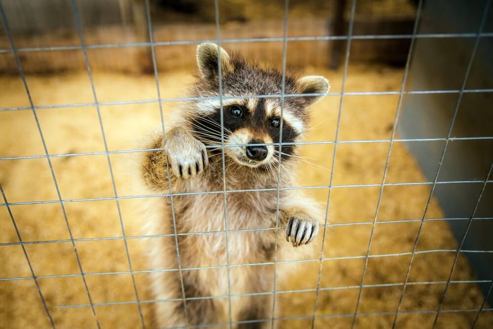 Raccoon Removal. Captured in Humane trap.