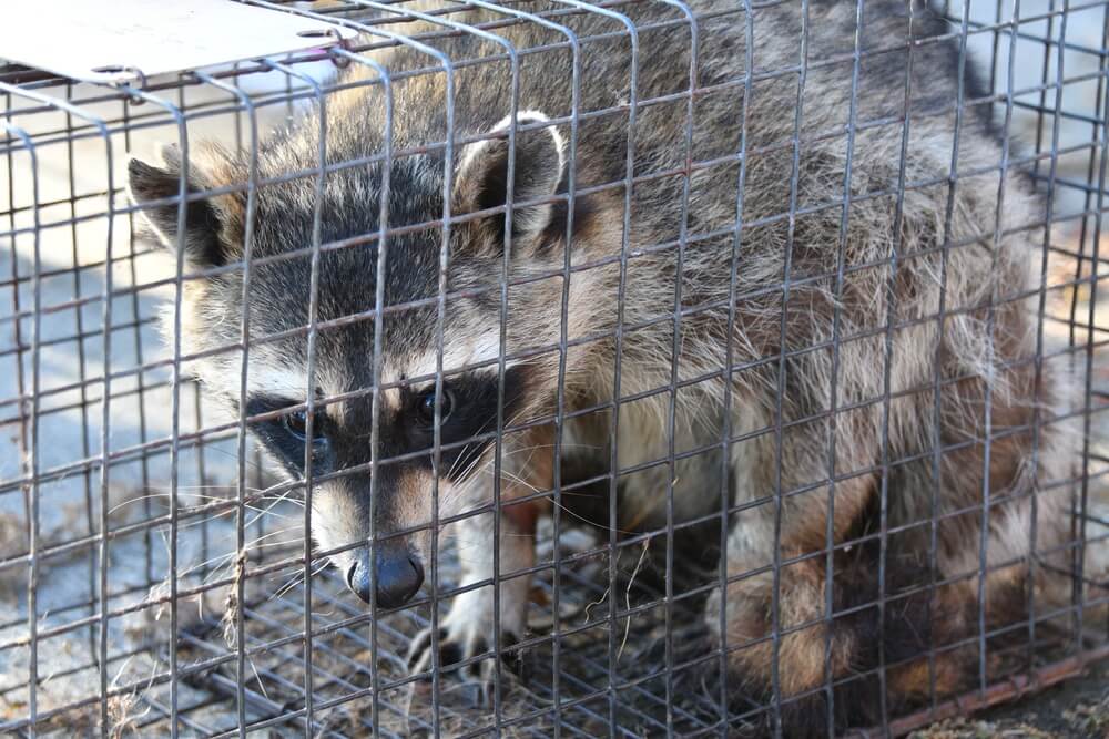 Raccoon Removal. Wild raccoon in a cage. 