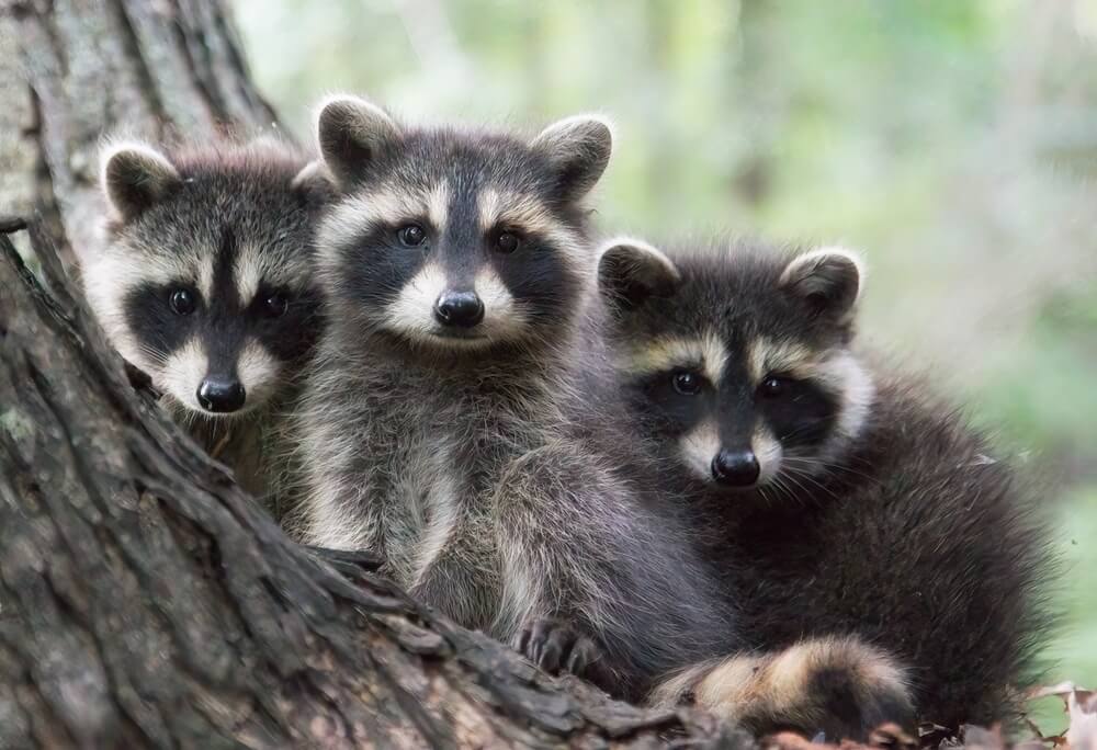 Raccoon Removal. Three super cute young Racoons (Procyon lotor) posing for camera in the crotch of a Maple tree.