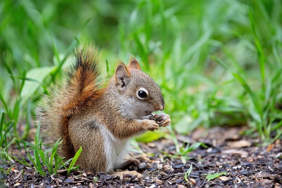 baby squirrel in field