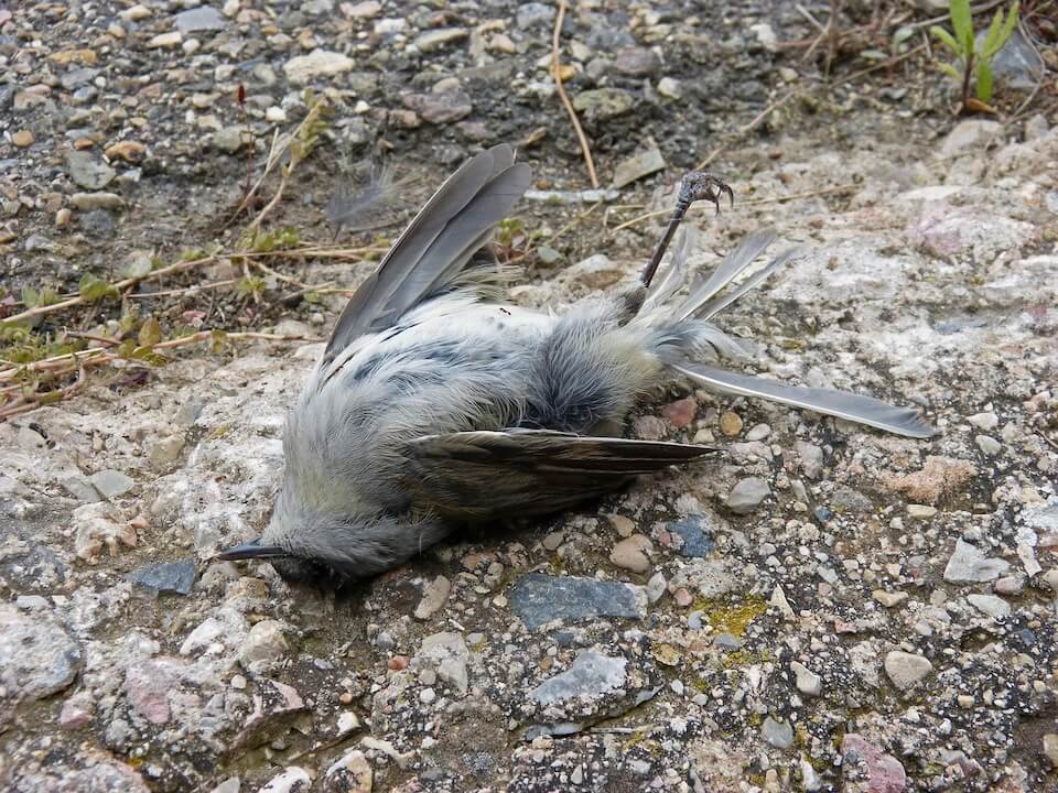 dead bird on ground