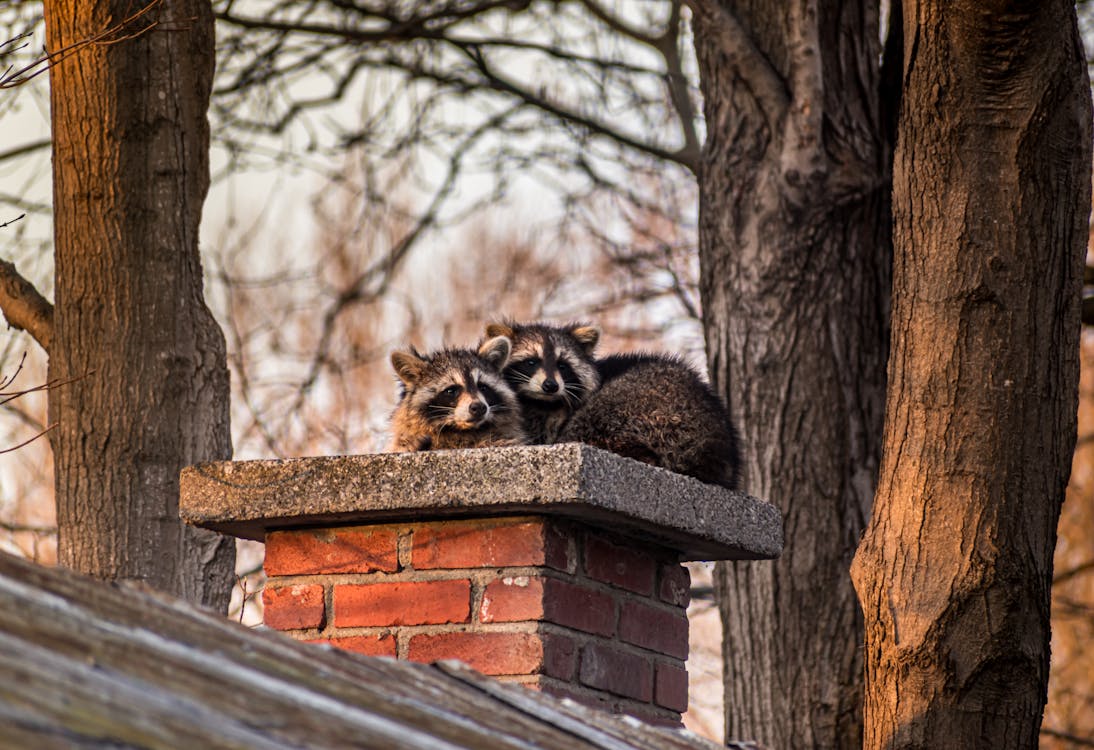 two raccoons sitting on chimney