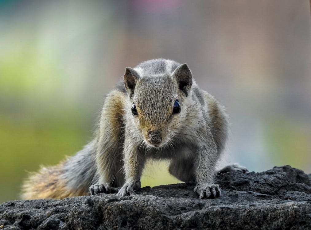 up-close view of squirrel on tree branch