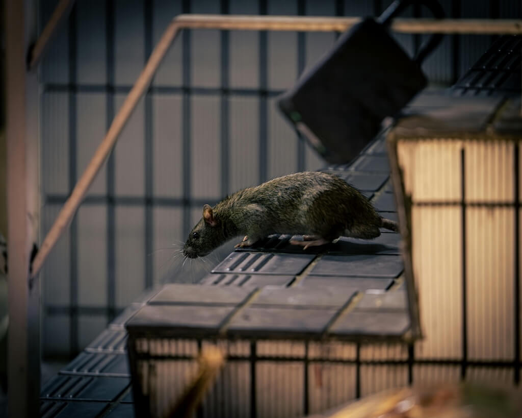 A picture of a rat creeping down some steps
