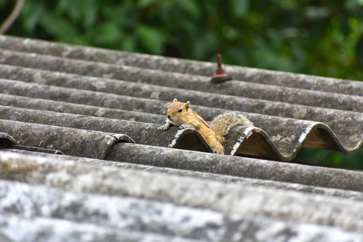 Squirrel on rooftop