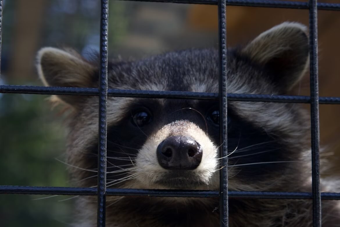 A raccoon sticking its head out from in between bars