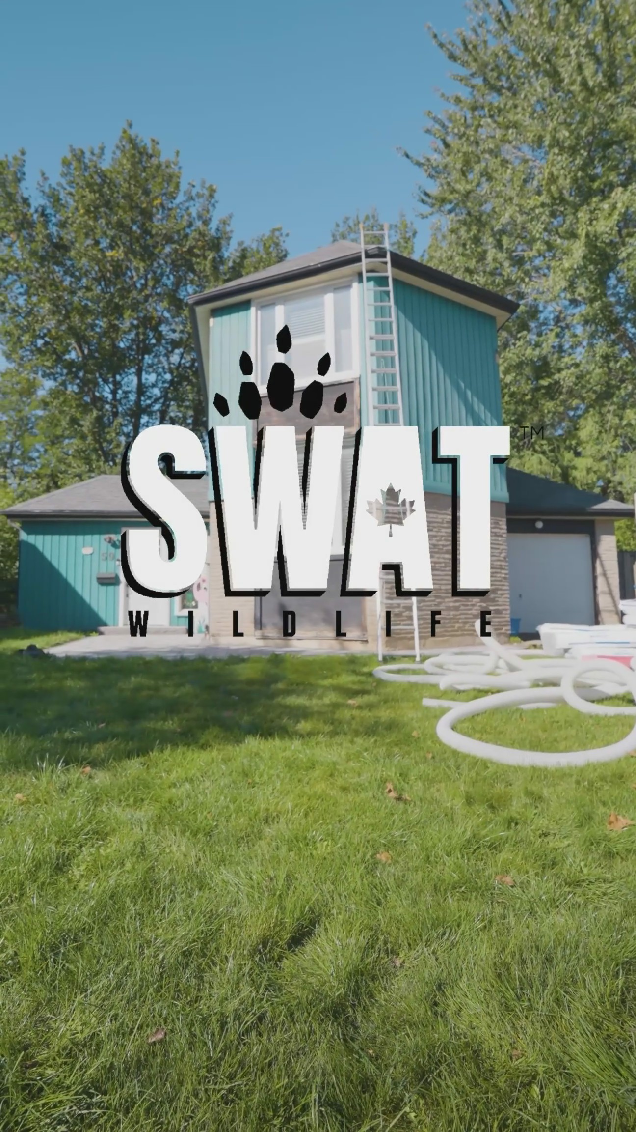 Raccoon Removal Experts 4 screenshot2