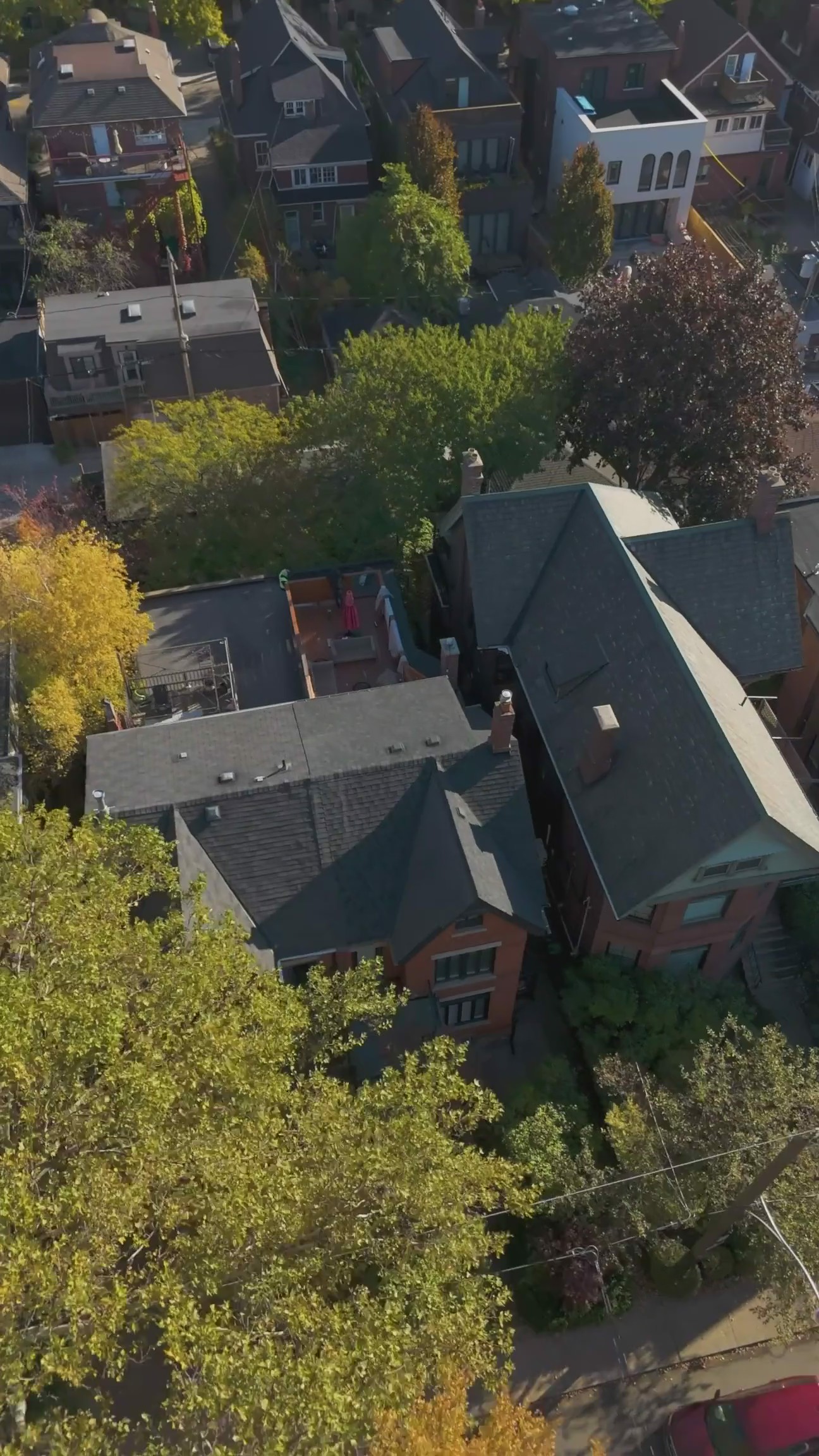 Raccoon Removal Experts 5 screenshot3