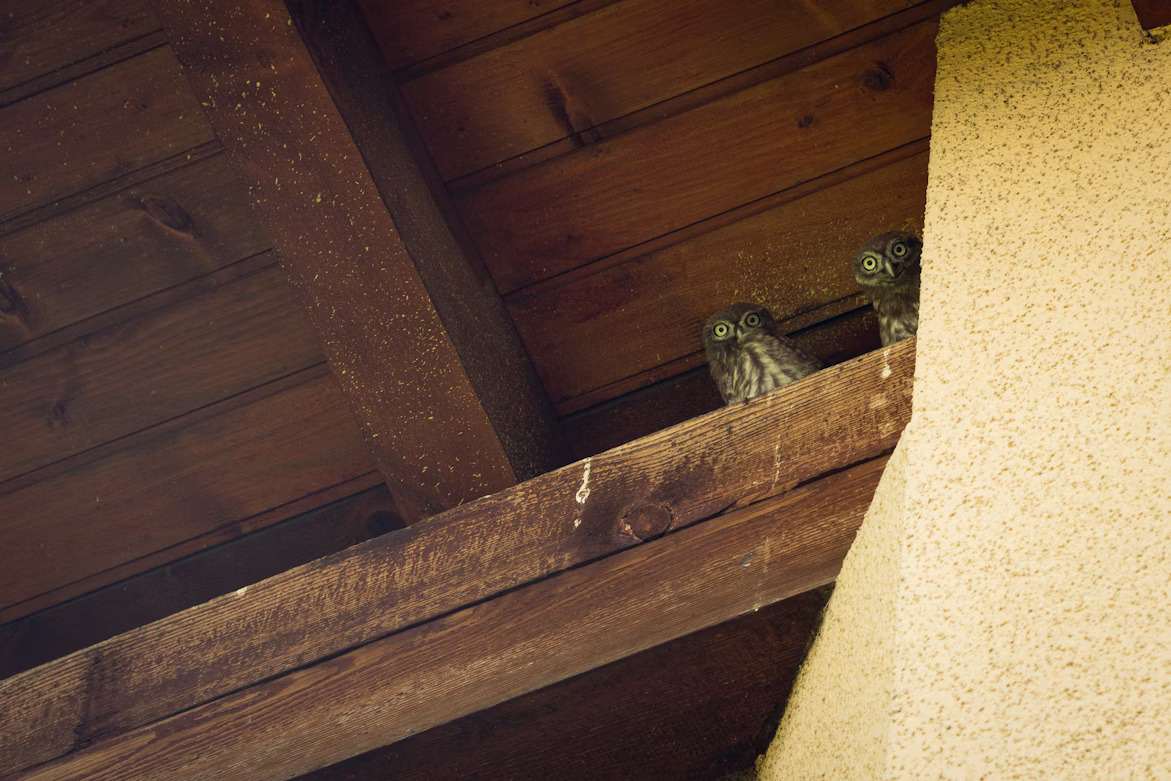 A picture of owls perched in an attic