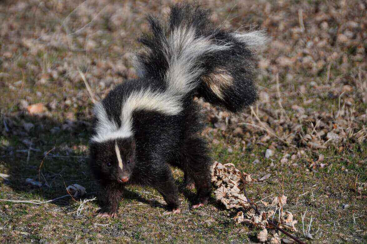 A skunk standing defensively