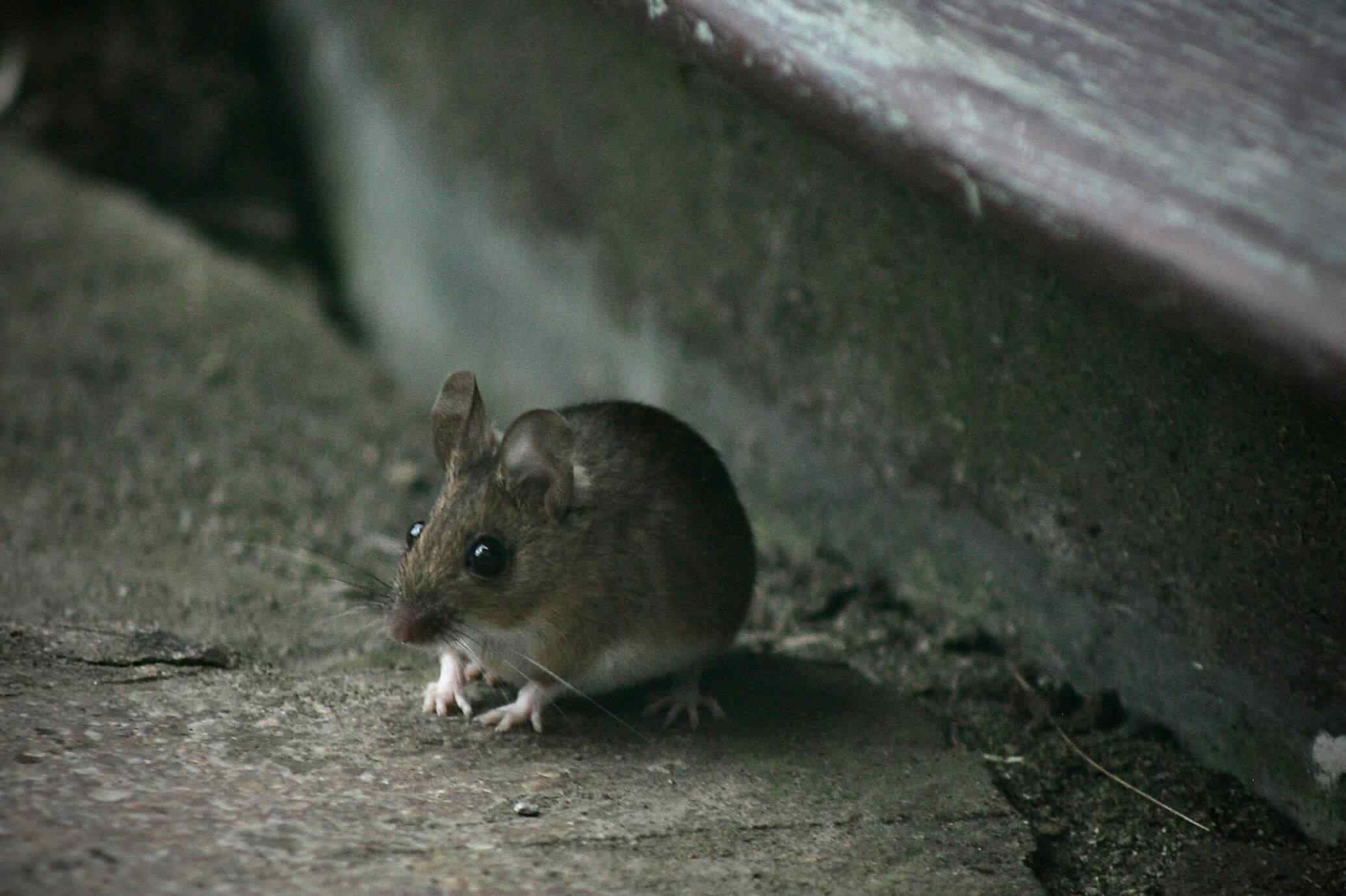 How to Remove Mice From Your House 1 Mouse standing by a step