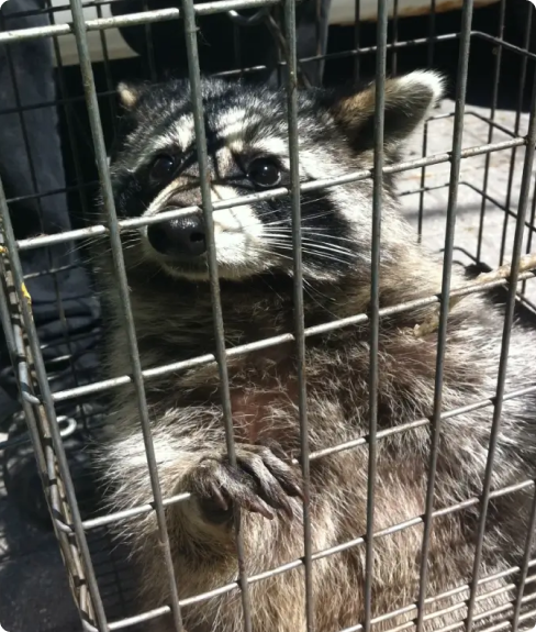 SWAT Wildlife Inc. photo 5