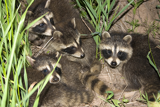 Baby Season: A Homeowner’s Guide to Wildlife in Ontario 1 Baby season: A homeowner’s guide to wildlife in Ontario
