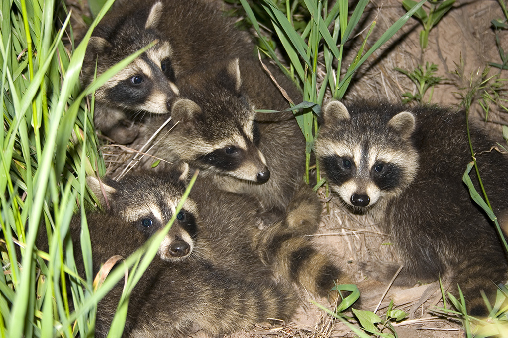 Baby season: A homeowner’s guide to wildlife in Ontario