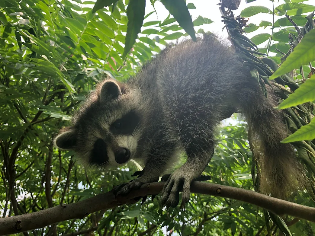 Raccoon Removal in Hamilton, Ontario: What Homeowners Need to Know 2 unnamed 4