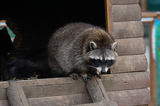 Raccoon Removal in Hamilton, Ontario: What Homeowners Need to Know 1 Raccoon removal in Hamilton, Ontario: What homeowners need to know